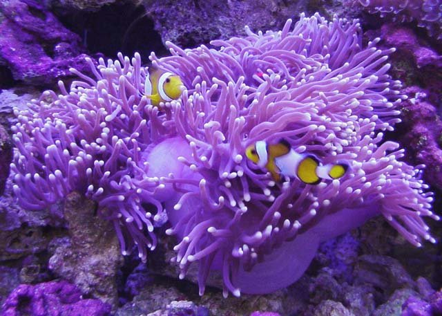 /marine-corals